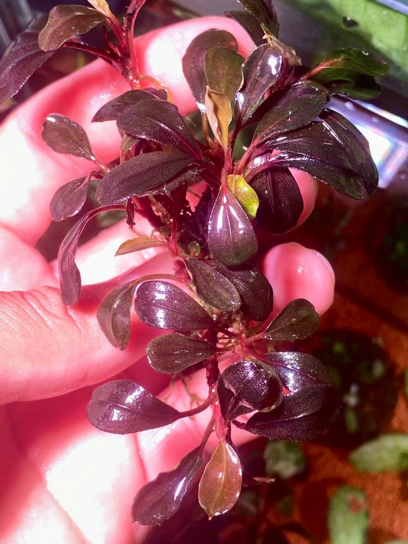 水草 Bucephalandra sp. Neo 2015