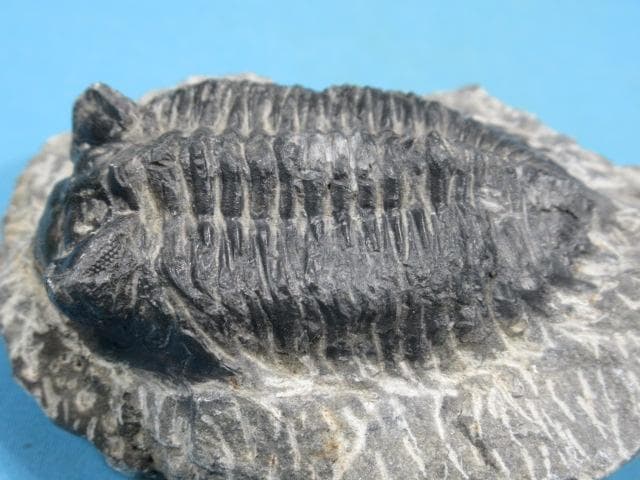 三葉虫　Asteropyge sp　モロッコ　No.1593