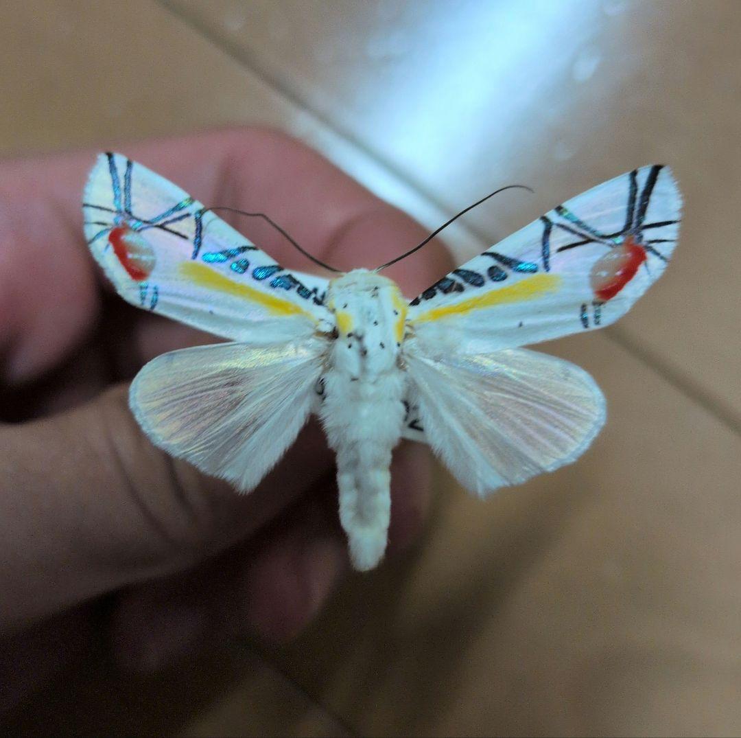 蝶標本 蛾標本 タナバタユタカヤガ ピカソモス