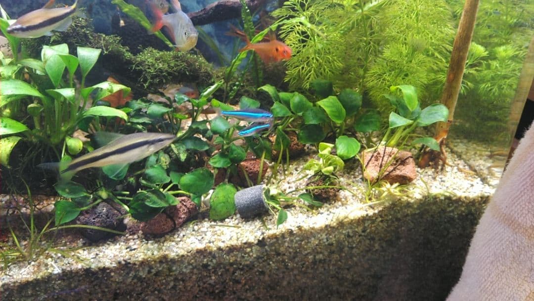 【おまけつき！】TRIANGLE LED GROW 600
