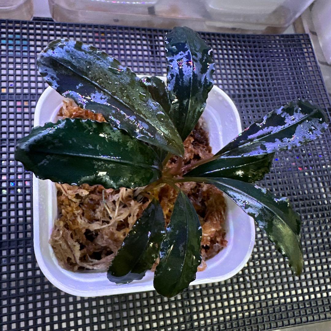 Bucephalandra sp. 'Theia blue'KN【水上葉】